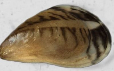 Alerte à la moule quagga dans les eaux du Léman