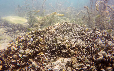 Podcast sur les moules Quagga – moules envahissantes du Léman