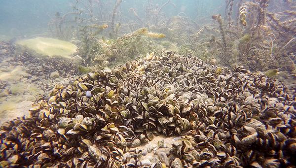Podcast sur les moules Quagga – moules envahissantes du Léman